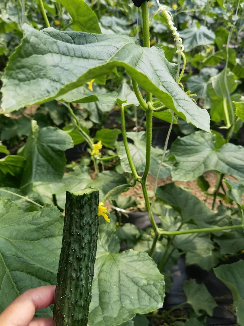北京绿芯黄瓜口感细腻果味甘甜，受到广大客户的喜欢长期供应