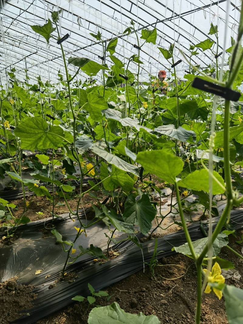 北京绿芯黄瓜口感细腻果味甘甜，受到广大客户的喜欢长期供应