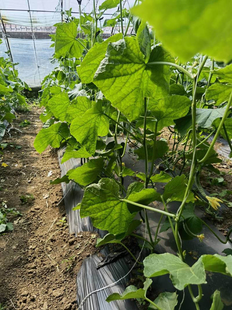 北京绿芯黄瓜口感细腻果味甘甜，受到广大客户的喜欢长期供应