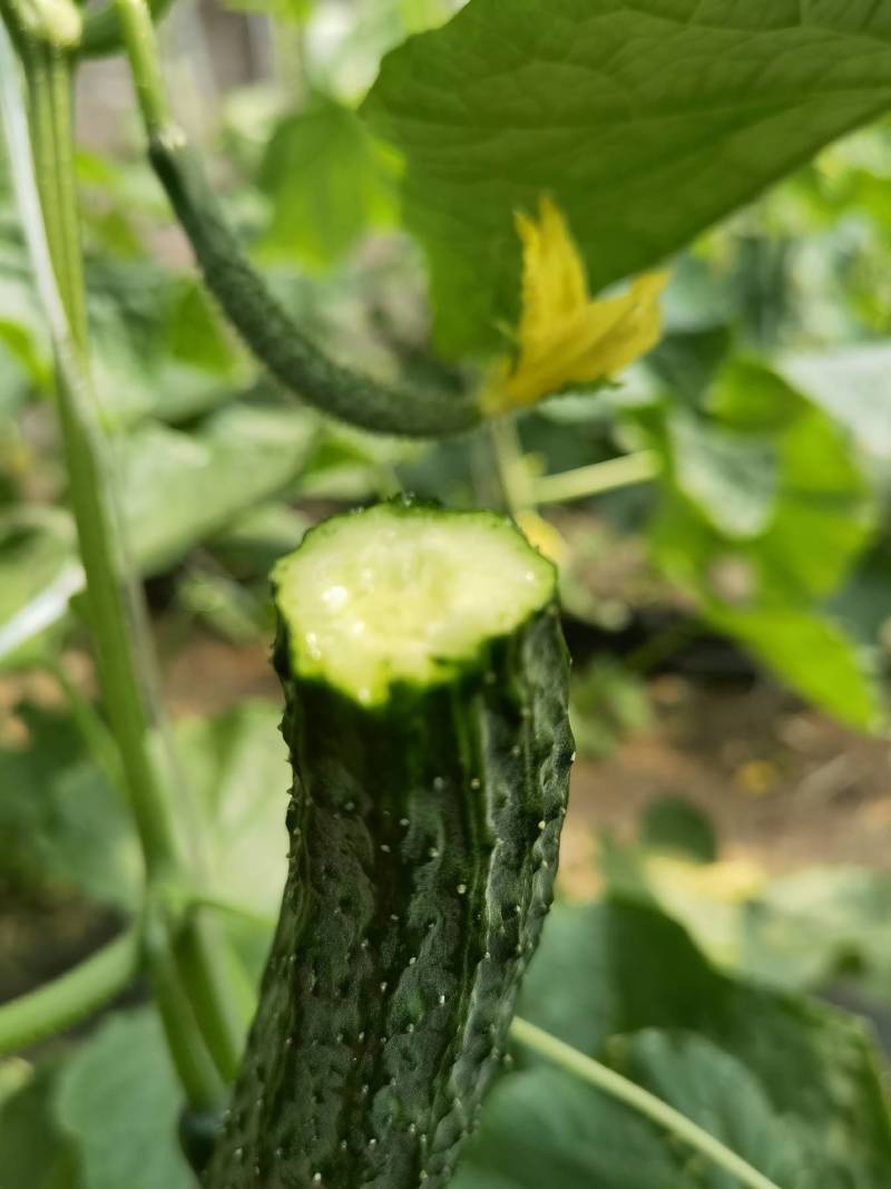 北京绿芯黄瓜口感细腻果味甘甜，受到广大客户的喜欢长期供应