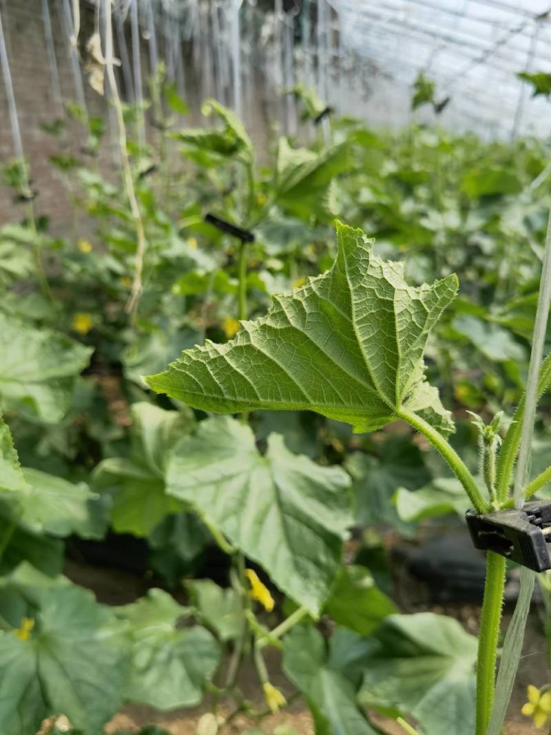 北京绿芯黄瓜口感细腻果味甘甜，受到广大客户的喜欢长期供应