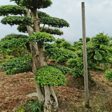 苗圃供应精品造型小叶雨贞桩多杆小叶雨贞景观桩景量大从优