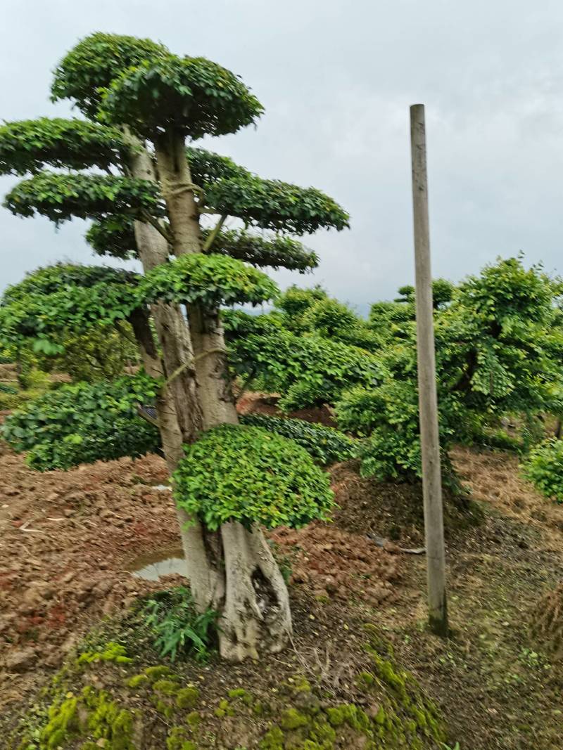 苗圃供应精品造型小叶雨贞桩多杆小叶雨贞景观桩景量大从优