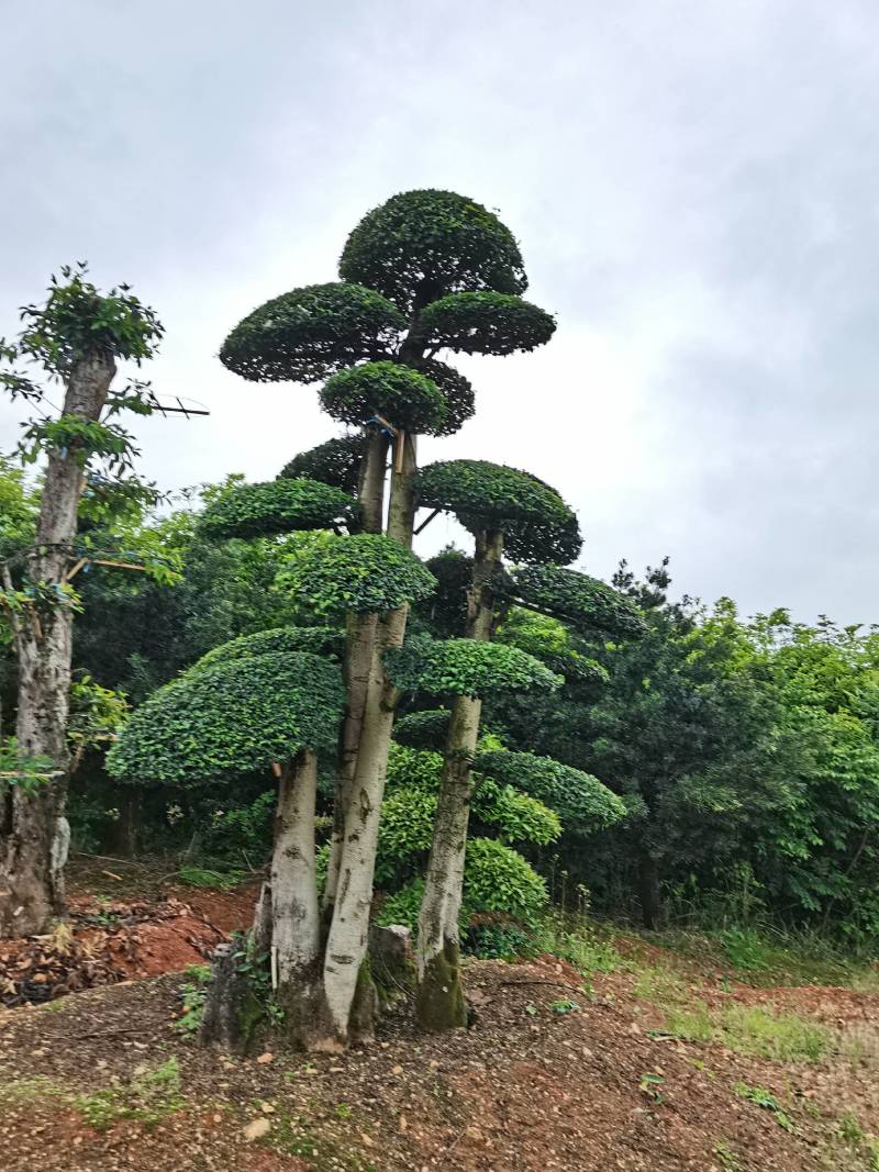 苗圃供应精品造型小叶雨贞桩多杆小叶雨贞景观桩景量大从优