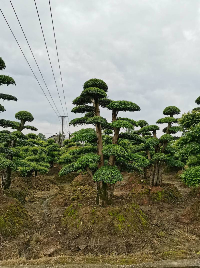 苗圃供应精品造型小叶雨贞桩多杆小叶雨贞景观桩景量大从优