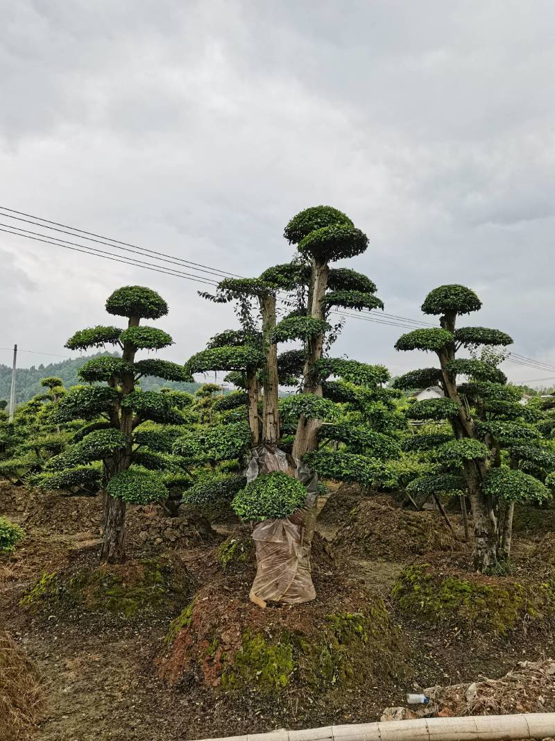 苗圃供应精品造型小叶雨贞桩多杆小叶雨贞景观桩景量大从优