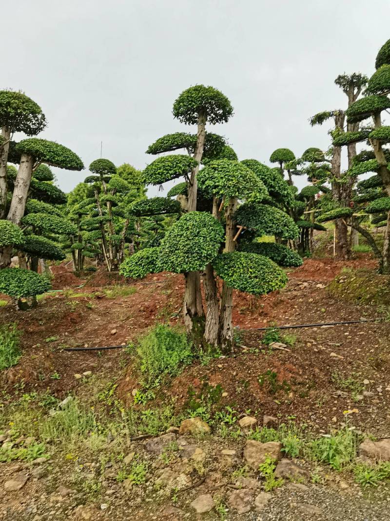 苗圃供应精品造型小叶雨贞桩多杆小叶雨贞景观桩景量大从优