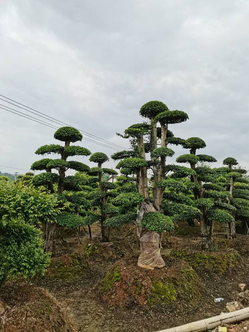 苗圃供应精品造型小叶雨贞桩多杆小叶雨贞景观桩景量大从优