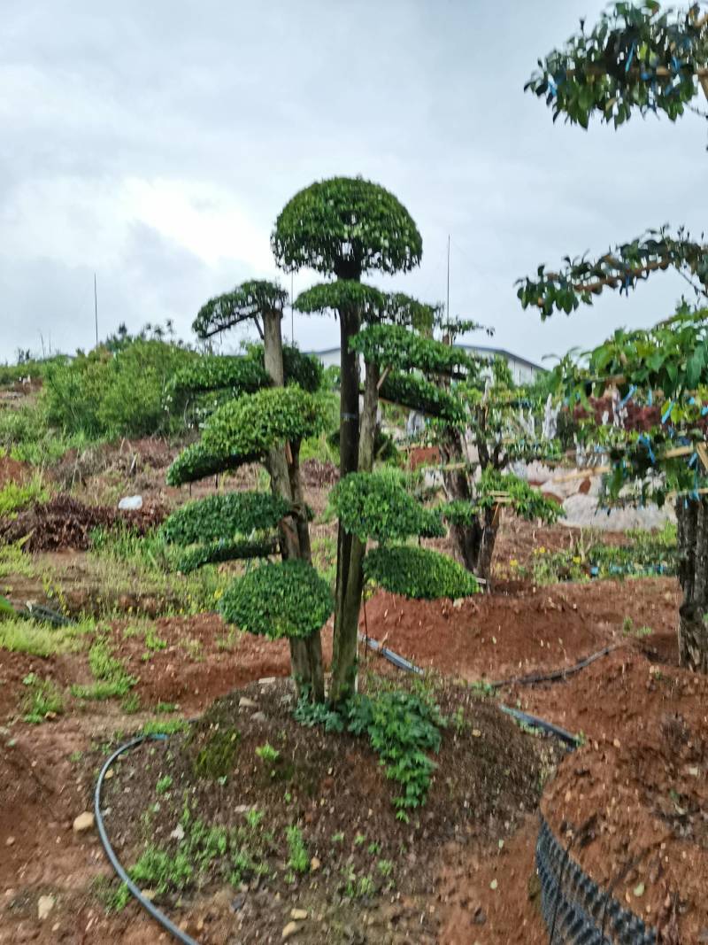 苗圃供应精品造型小叶雨贞桩多杆小叶雨贞景观桩景量大从优