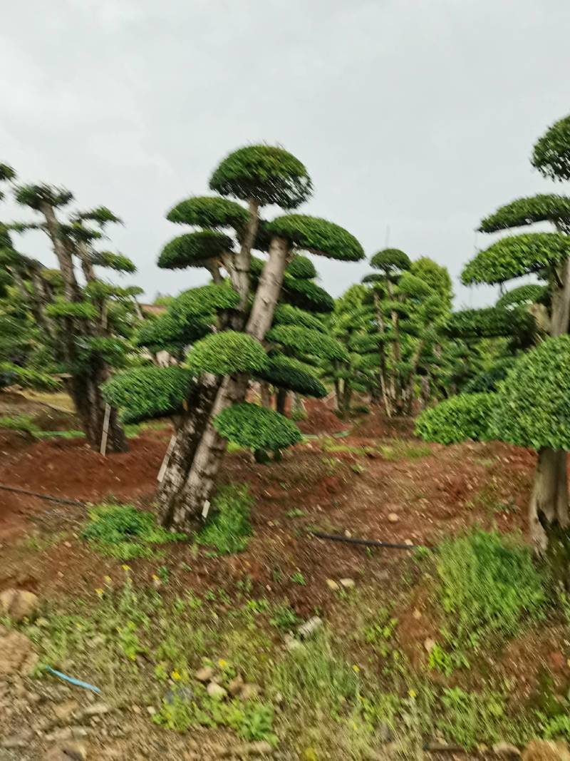 苗圃供应精品造型小叶雨贞桩多杆小叶雨贞景观桩景量大从优