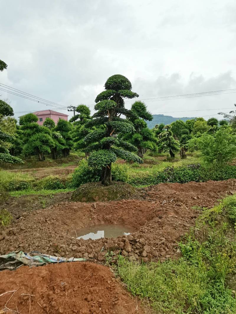 苗圃供应精品造型小叶雨贞桩多杆小叶雨贞景观桩景量大从优