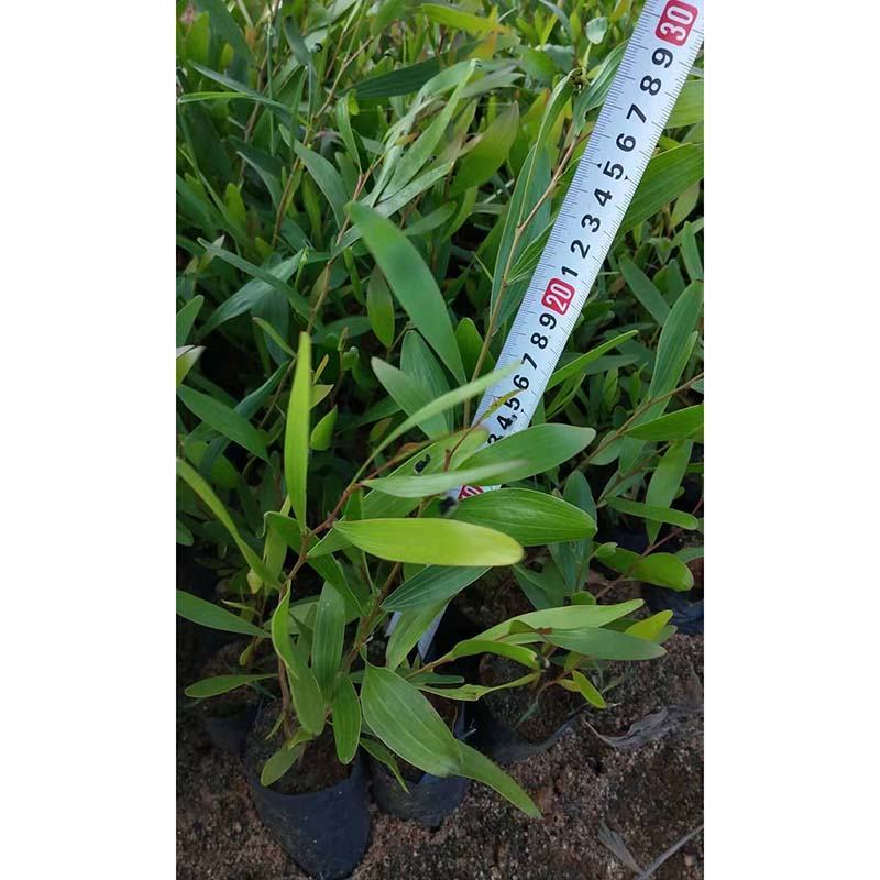 台湾相思树杯苗马占相思树小苗大叶相思绿化苗