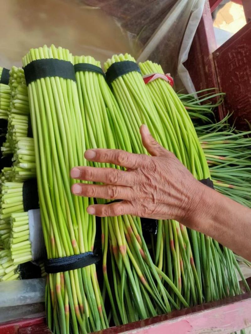 精品蒜苔，红帽蒜苔，市场，超市，电商直供
