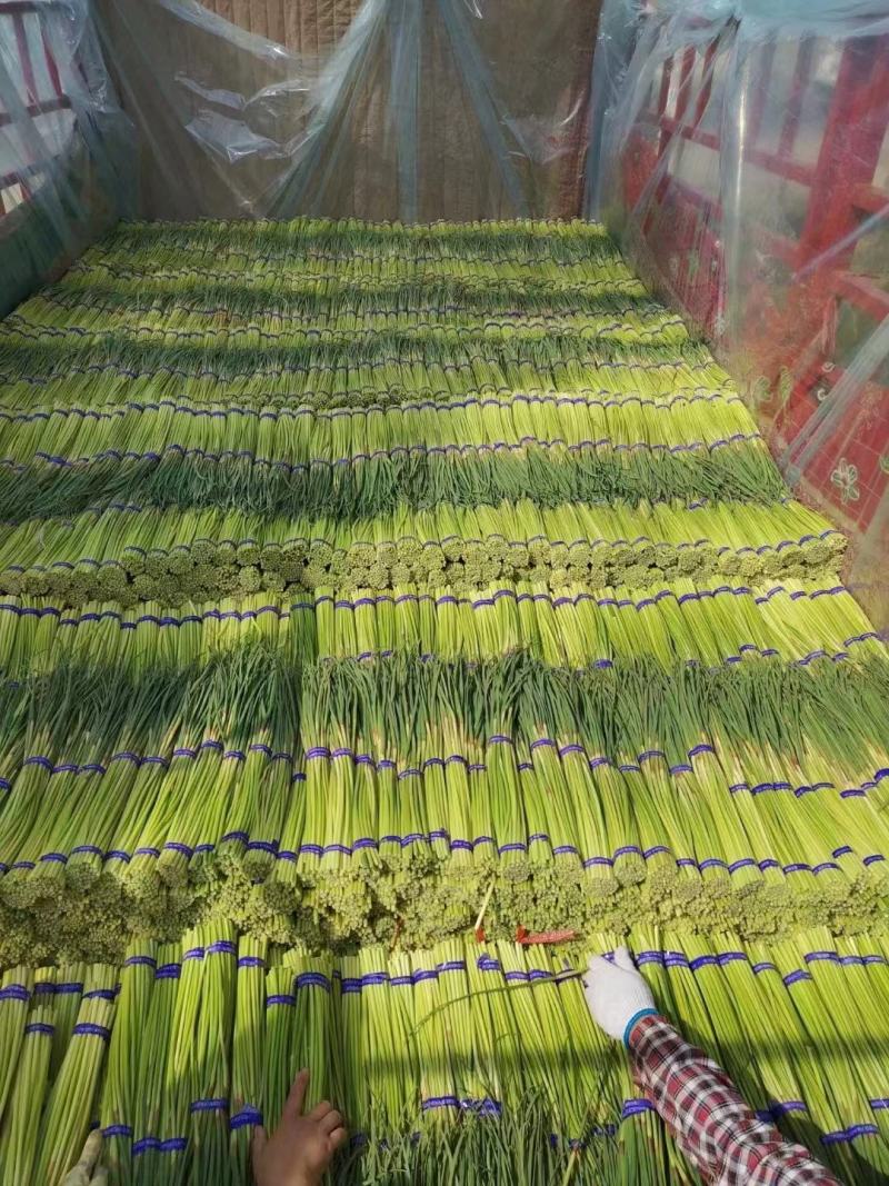 精品蒜苔，红帽蒜苔，市场，超市，电商直供