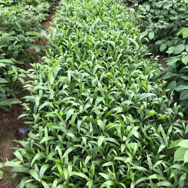 卷荚相思树杯苗大叶相思工程苗台湾相思小苗报价