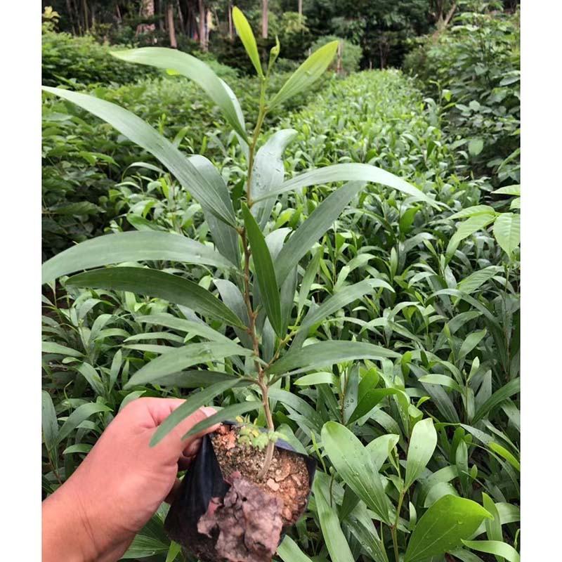 卷荚相思树杯苗大叶相思工程苗台湾相思小苗报价