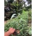 卷荚相思树杯苗大叶相思工程苗台湾相思小苗报价