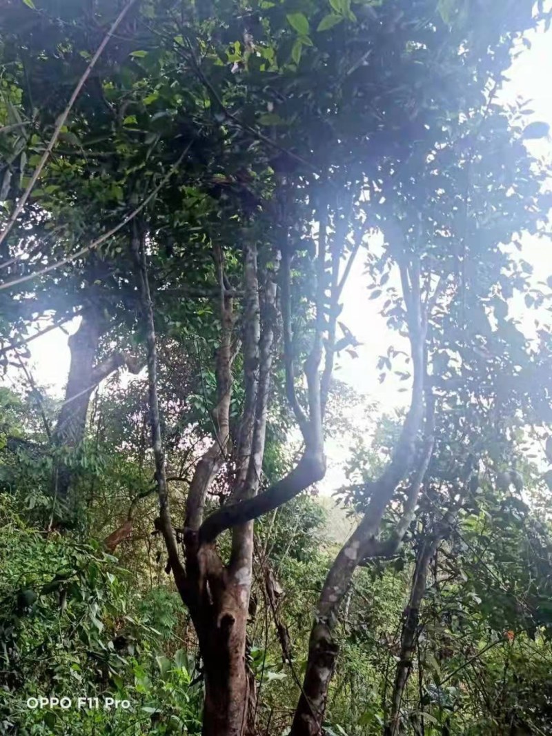 纯手工制作的野生古树茶