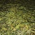 纯手工制作的野生古树茶