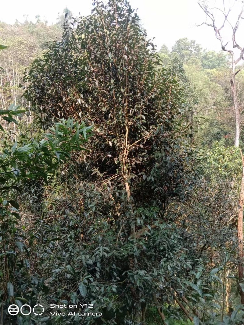 纯手工制作的野生古树茶