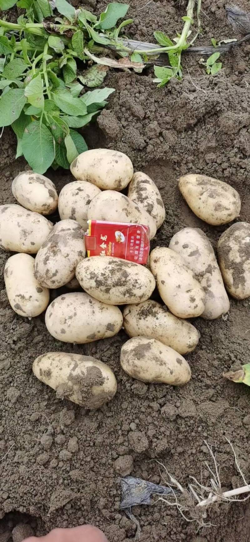 土豆大量上市原产地一手货源价格低交通便利承接各种包装