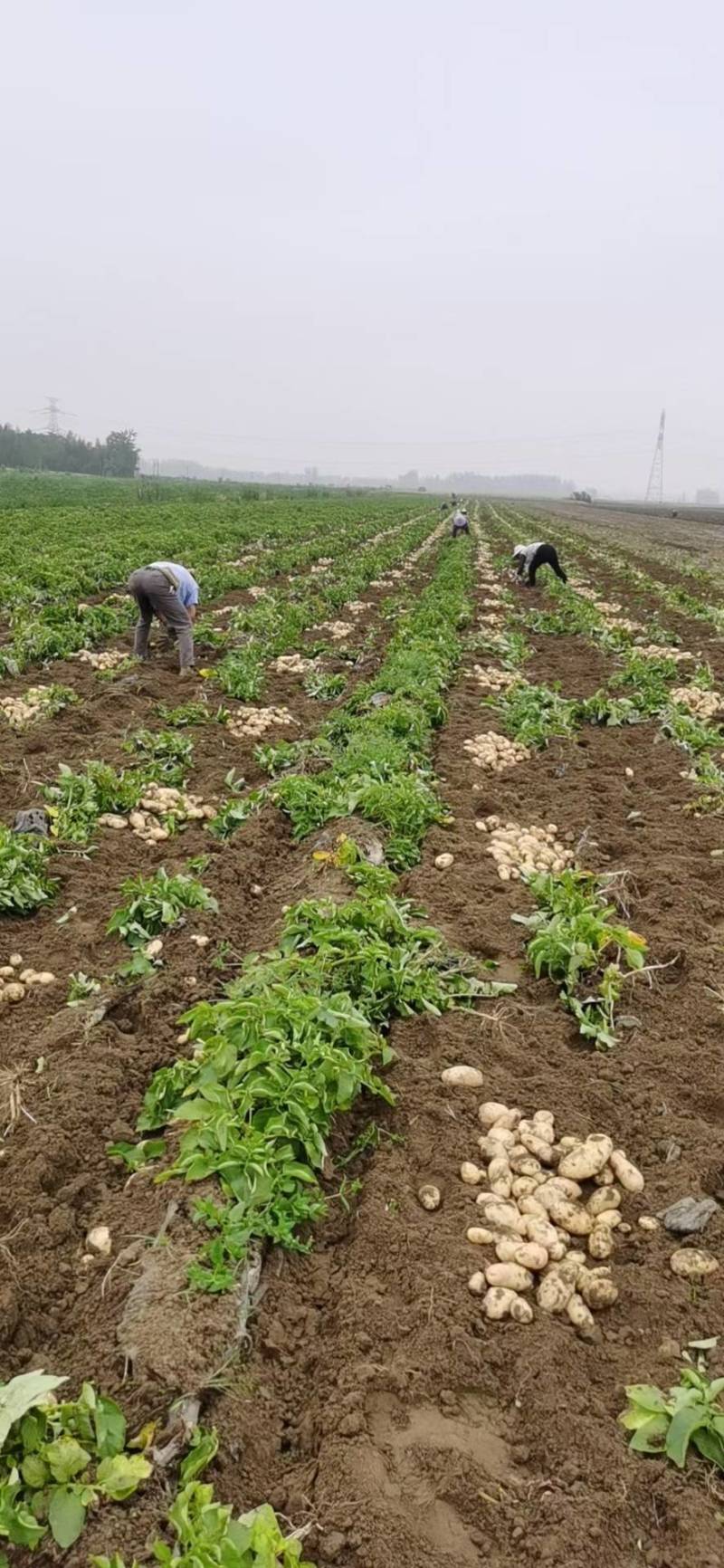 土豆大量上市原产地一手货源价格低交通便利承接各种包装