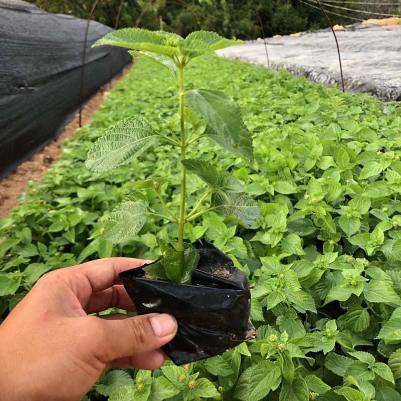 绿化五色梅小苗马缨丹地被苗马樱丹袋苗漳州种植基地