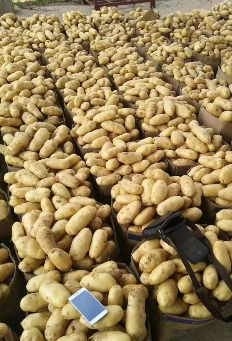 河南精品土豆，电商，市场档口直供，多年代办。