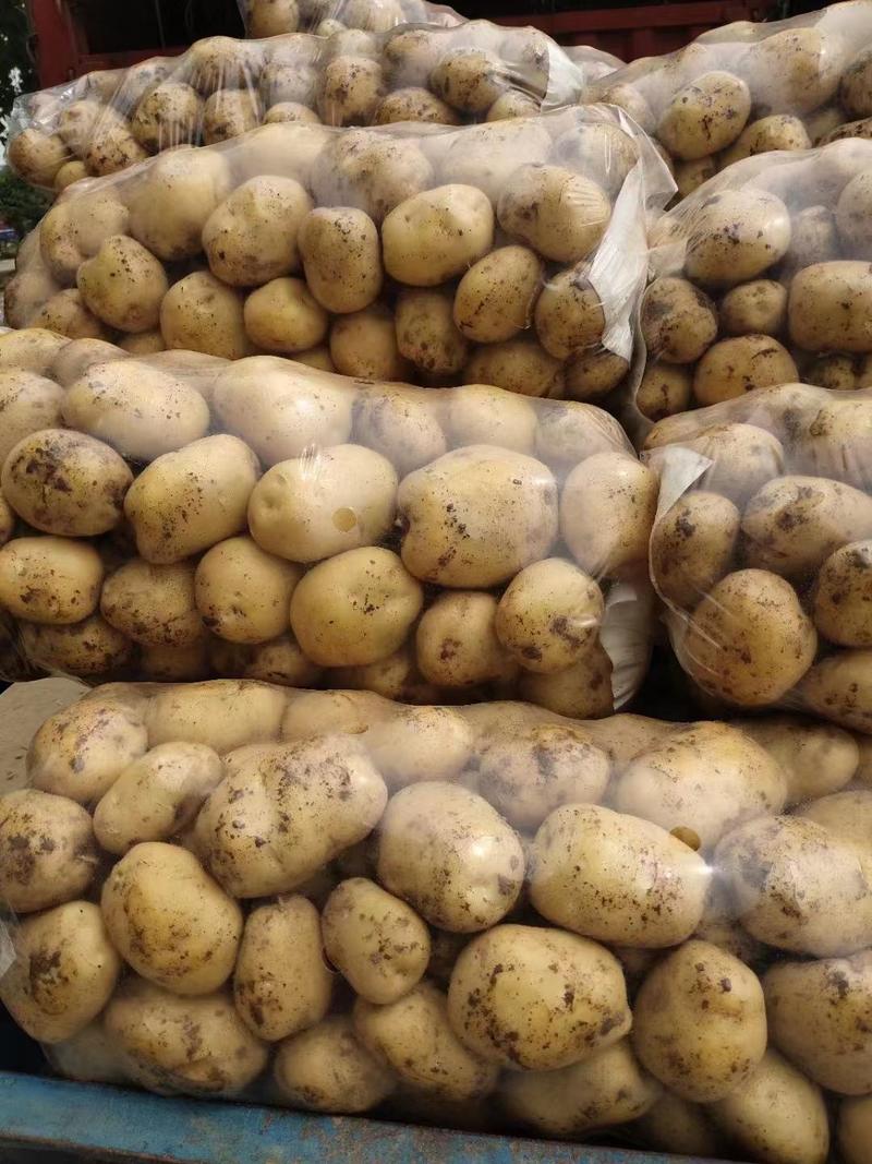 河南精品土豆，电商，市场档口直供，多年代办。
