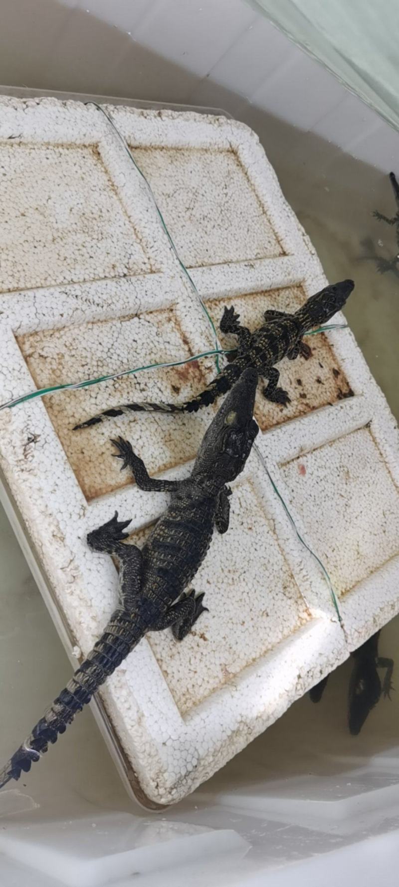 大量批发鳄鱼苗规格齐全免费传授养殖技术上门指导杂交苗