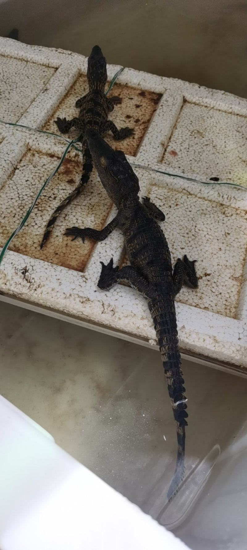 大量批发鳄鱼苗规格齐全免费传授养殖技术上门指导杂交苗