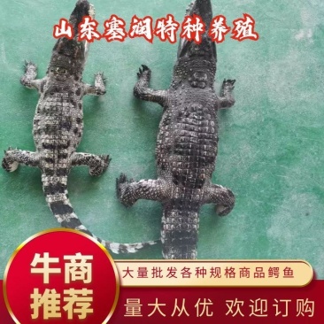 大量批发鳄鱼苗规格齐全免费传授养殖技术上门指导杂交苗