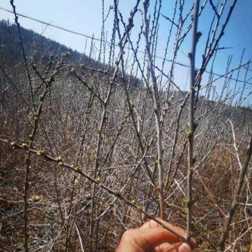 长白山深秋红大果沙棘苗