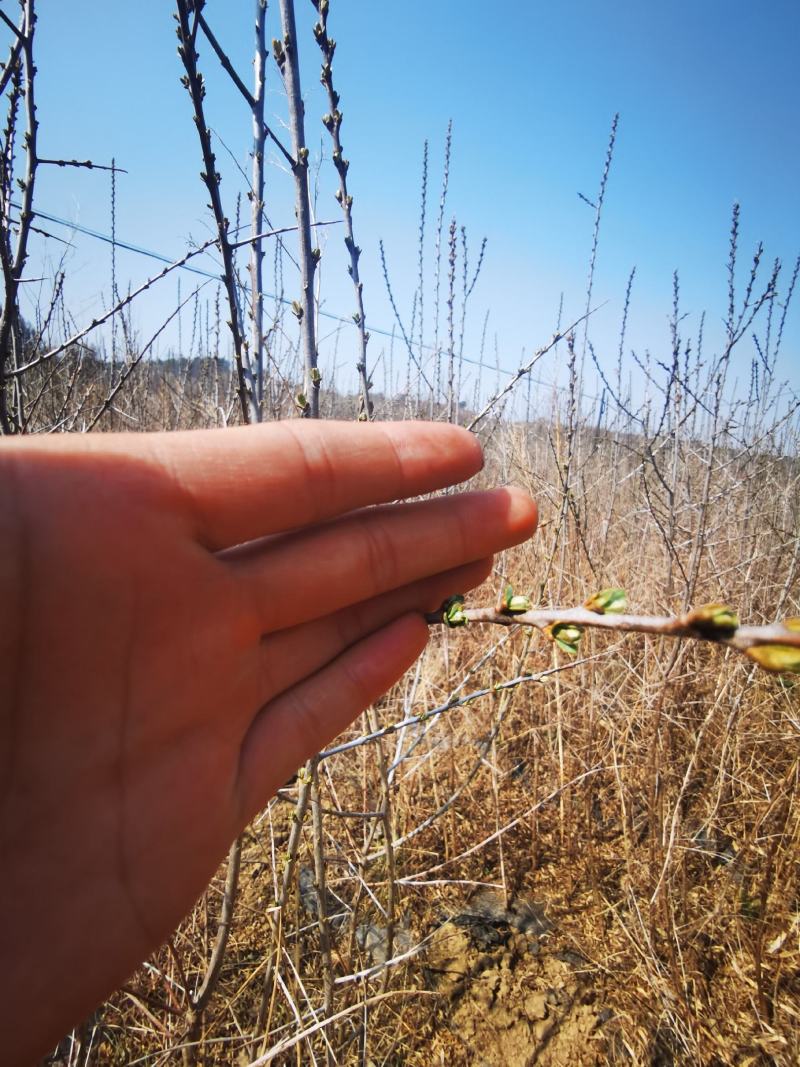 长白山深秋红大果沙棘苗