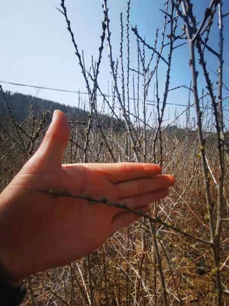长白山深秋红大果沙棘苗