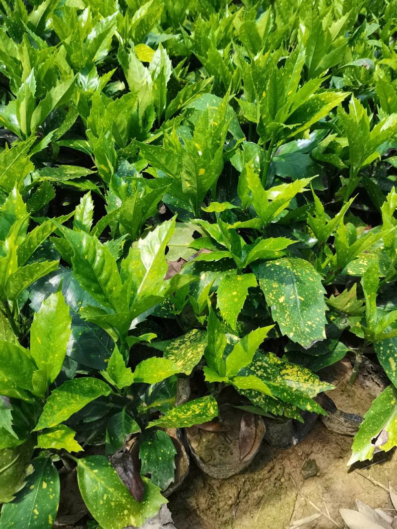 苗圃供应洒金珊瑚地苗洒金珊瑚杯苗桃叶珊瑚扦插苗量大从优