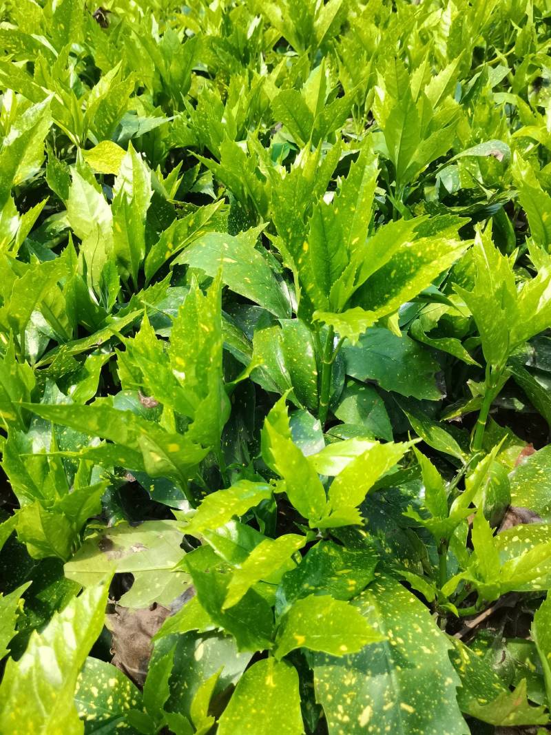 苗圃供应洒金珊瑚地苗洒金珊瑚杯苗桃叶珊瑚扦插苗量大从优