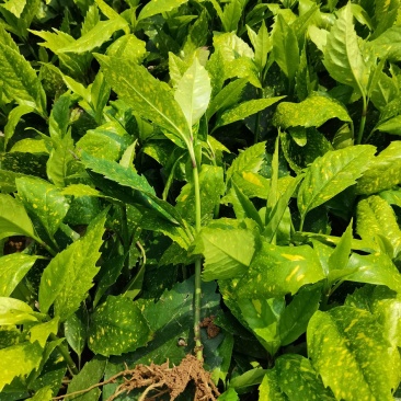 苗圃供应洒金珊瑚地苗洒金珊瑚杯苗桃叶珊瑚扦插苗量大从优
