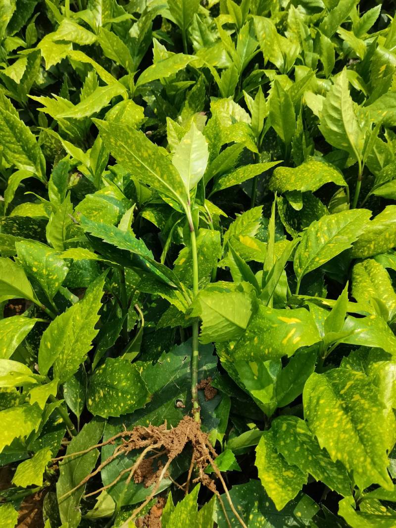 苗圃供应洒金珊瑚地苗洒金珊瑚杯苗桃叶珊瑚扦插苗量大从优
