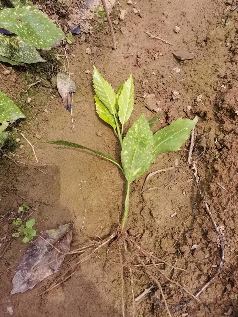 苗圃供应洒金珊瑚地苗洒金珊瑚杯苗桃叶珊瑚扦插苗量大从优