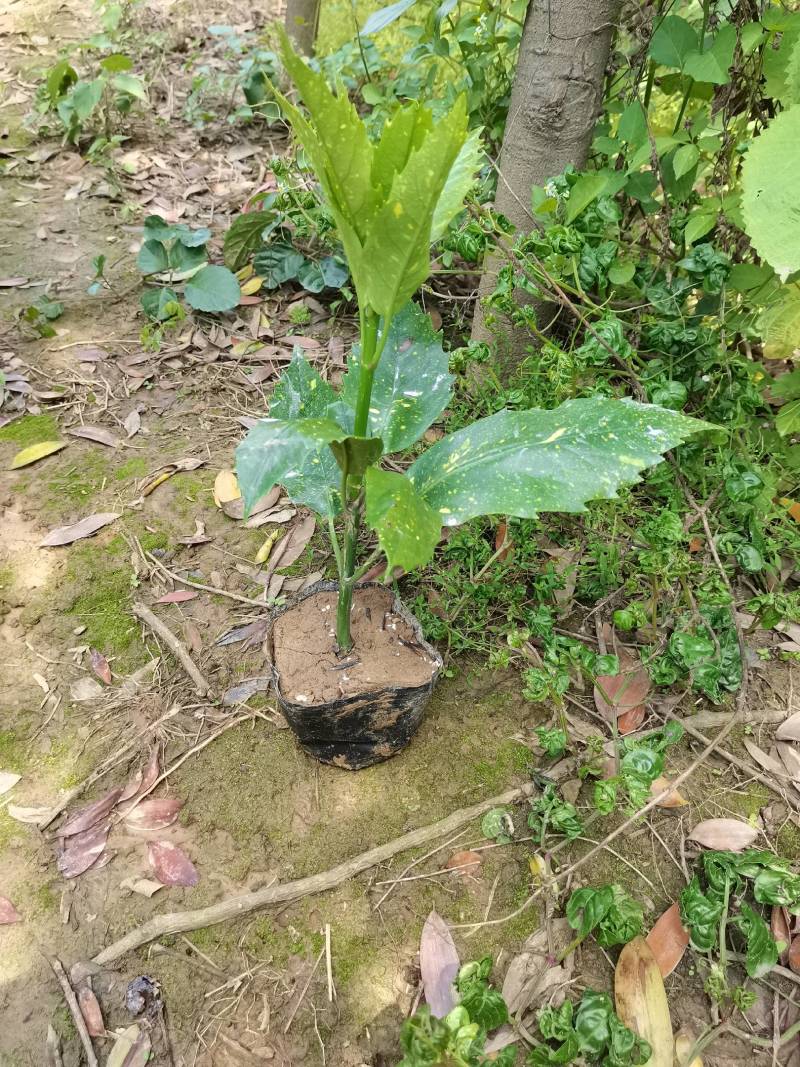 苗圃供应洒金珊瑚地苗洒金珊瑚杯苗桃叶珊瑚扦插苗量大从优