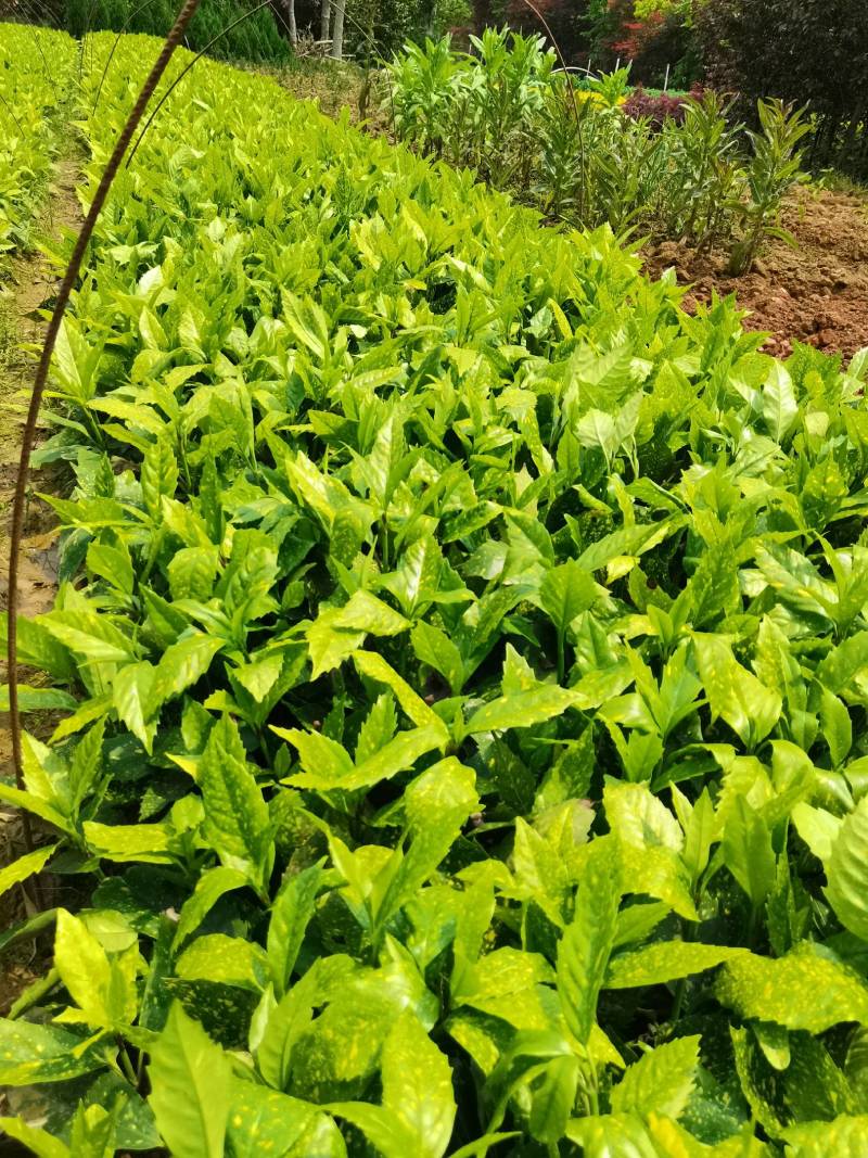 苗圃供应洒金珊瑚地苗洒金珊瑚杯苗桃叶珊瑚扦插苗量大从优