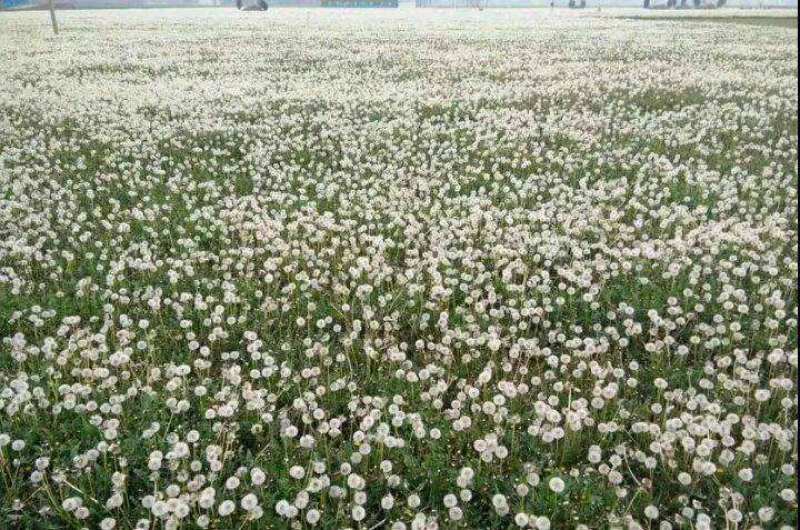 蒲公英种子新货提供种植技术质量有保证一件代发可零售