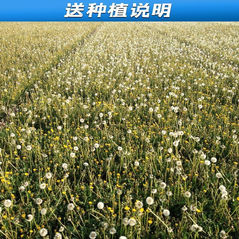 蒲公英种子新货提供种植技术质量有保证一件代发可零售