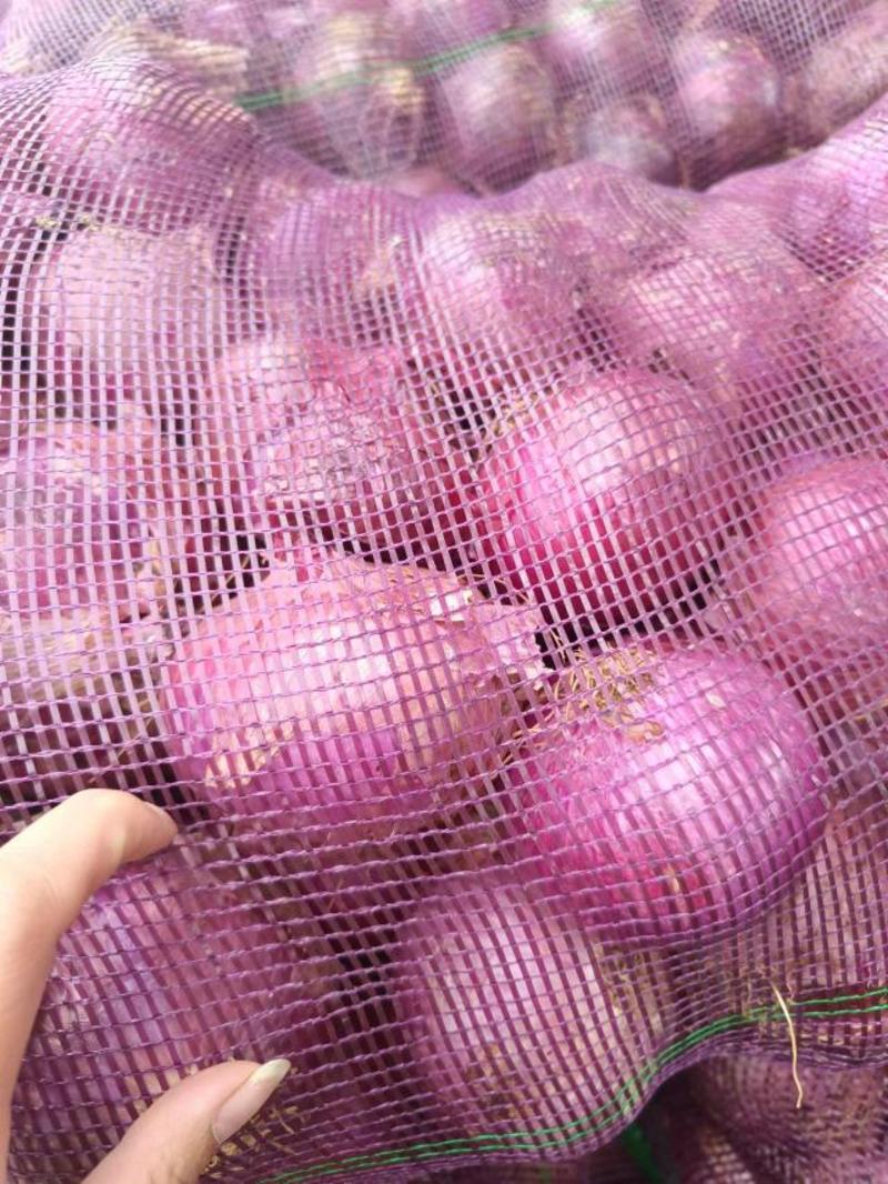 云南高原紫皮洋葱，大量有货，有需要的老板滴滴