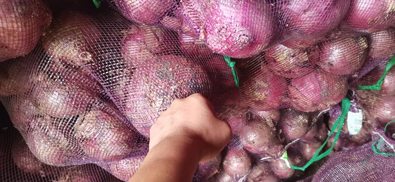 云南高原紫皮洋葱，大量有货，有需要的老板滴滴