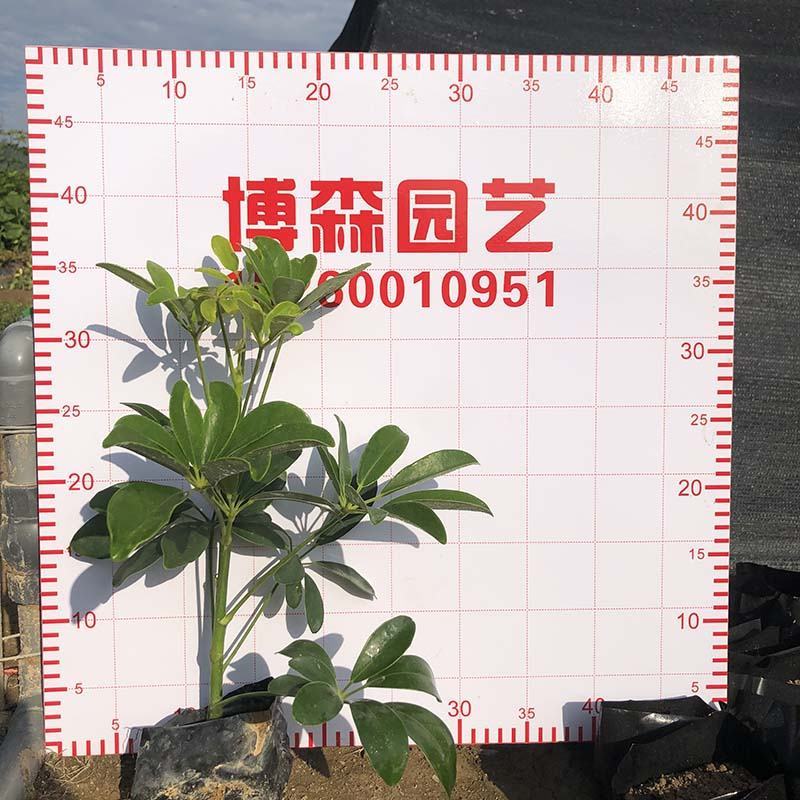 青叶鹅掌柴苗批发基地青叶鸭脚木小苗杯苗质优价廉