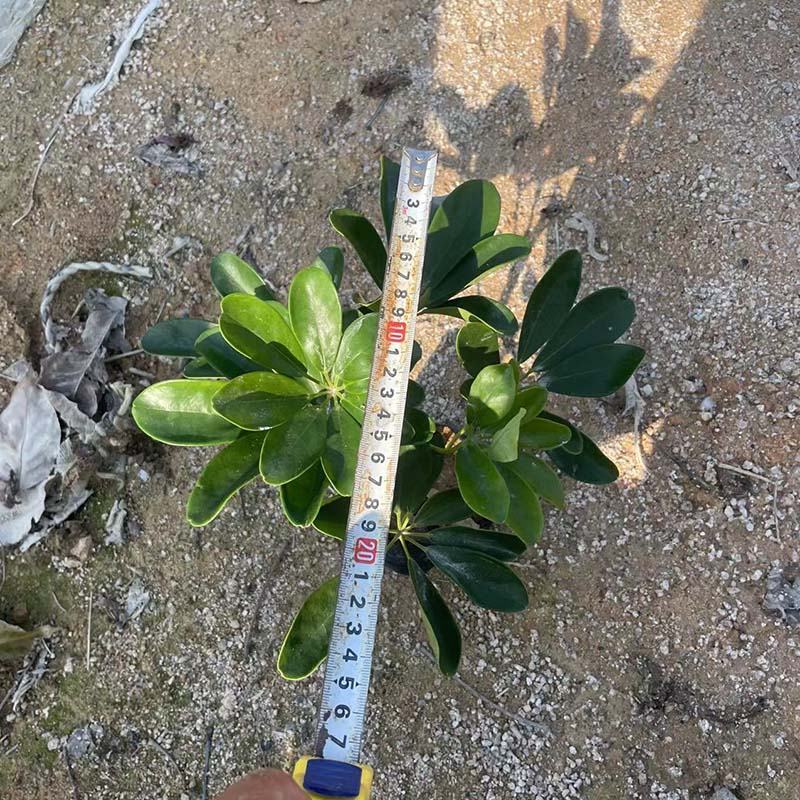 青叶鹅掌柴苗批发基地青叶鸭脚木小苗杯苗质优价廉