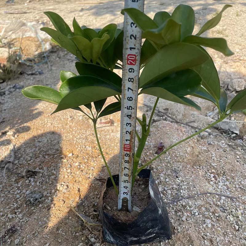 青叶鹅掌柴苗批发基地青叶鸭脚木小苗杯苗质优价廉