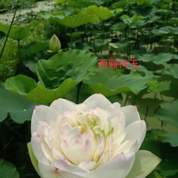 【观赏性荷花】精品荷花苗公园小区河道坑塘专用品种多多